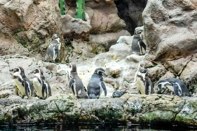 Reserva Nacional Pingüino de Humboldt (Punta de Choros e Isla Damas)